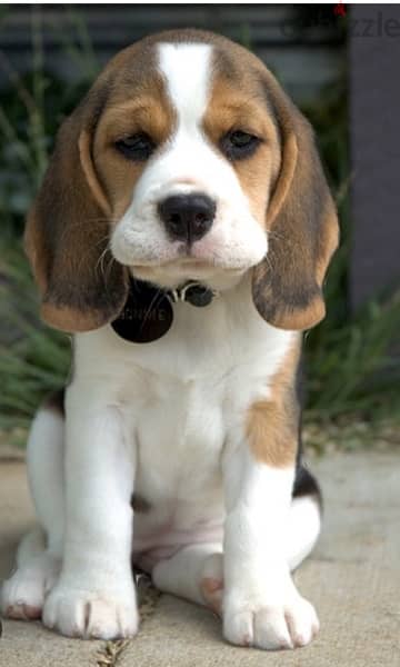 beagle special puppies 0