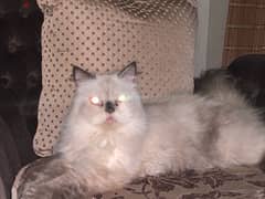 persian cat