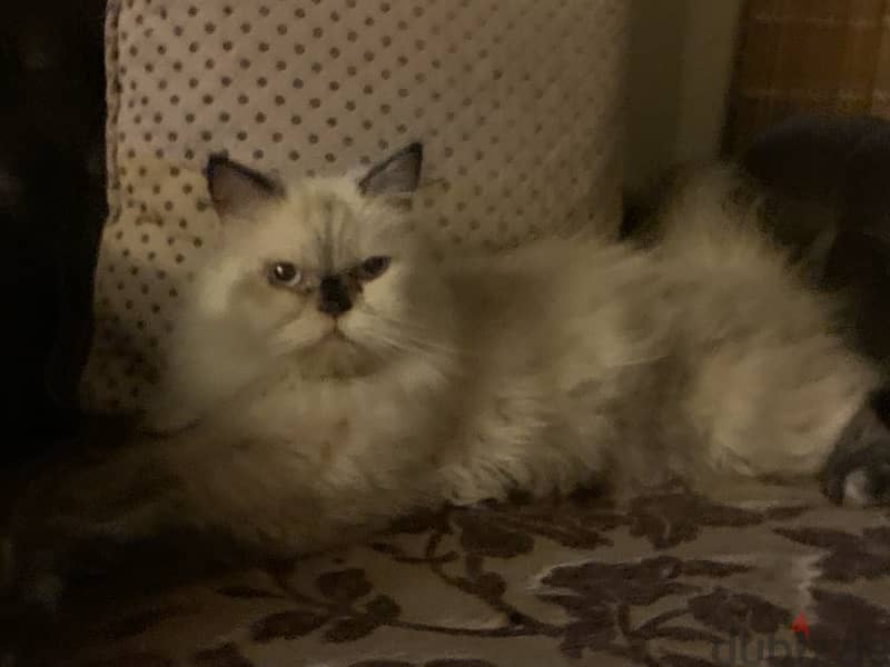 persian cat 1