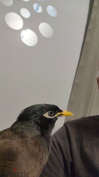 طائر مينا Myna Bird 1