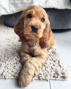 Cocker Spaniel puppies/dog/كلاب/Imported/Delivery