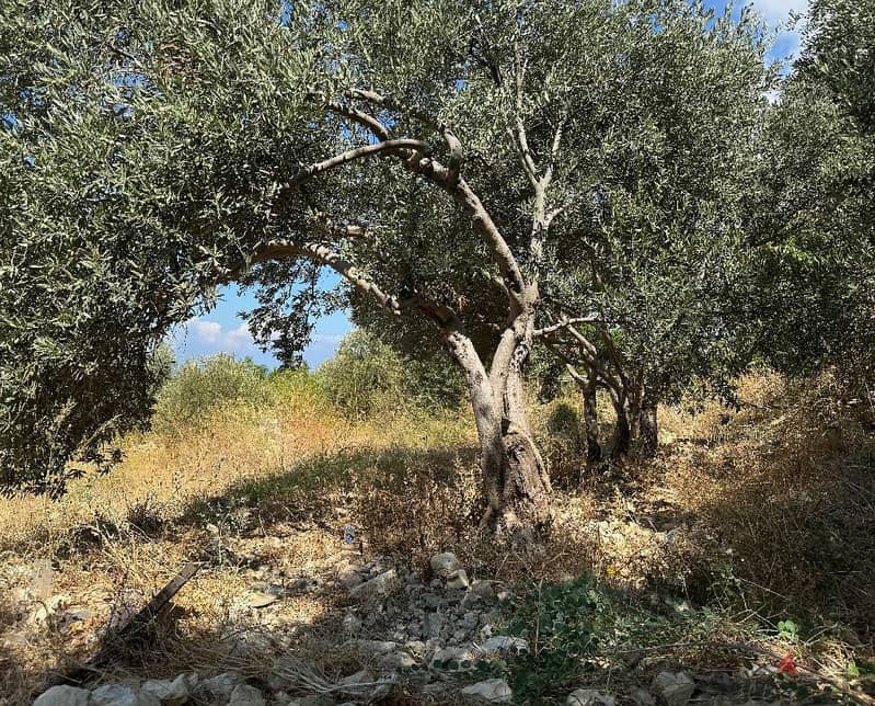 LAND, 3 MIN FROM HIGHWAY, JBEIL/جبيل REF#RF112234 3