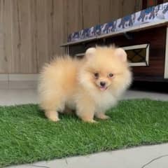 Loulou Spitz Cream CUTENESSS 0