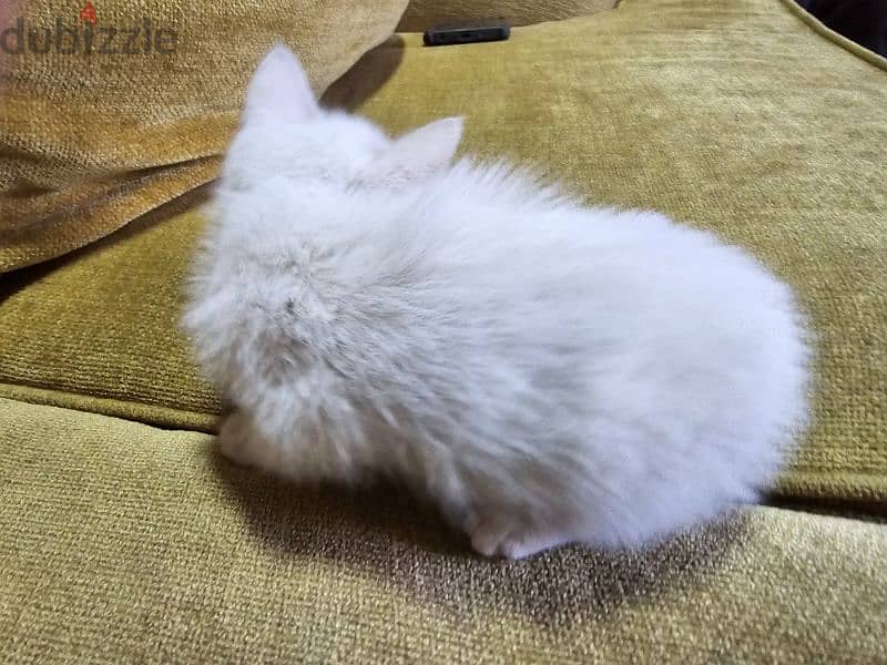 Kitten Angora 1