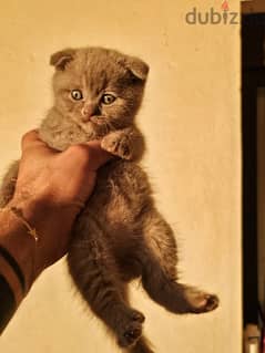 scottish fold pure