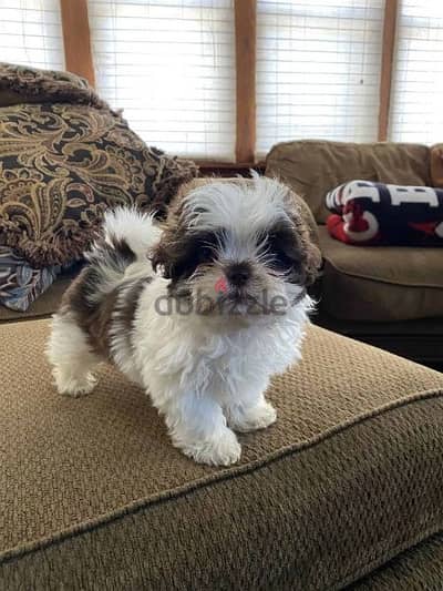 Shih tzu puppies/ delivery available/ dog كلاب