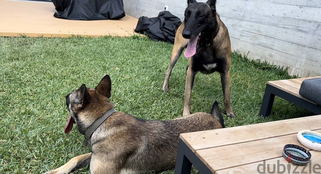 Pure malinois males and females for sale 1