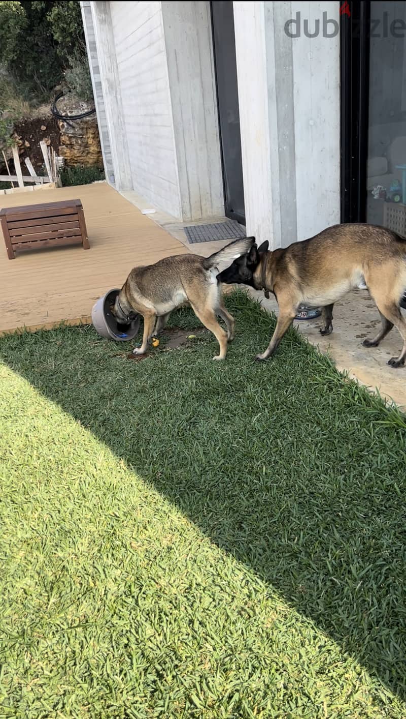 Pure malinois males and females for sale 2