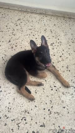 German Shepherd puppy