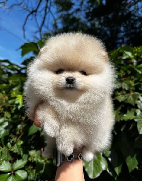 pure pomeranian 1