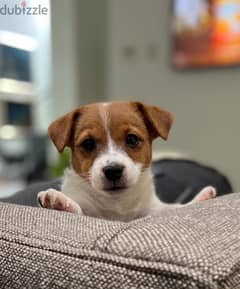 Jack Russell Brown and White