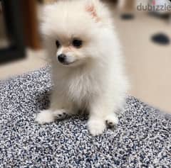 Pomeranian