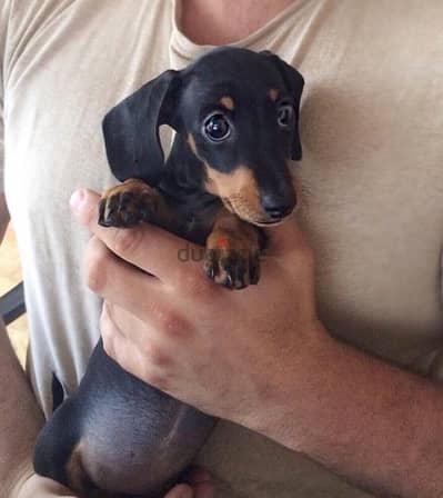 Dachshund