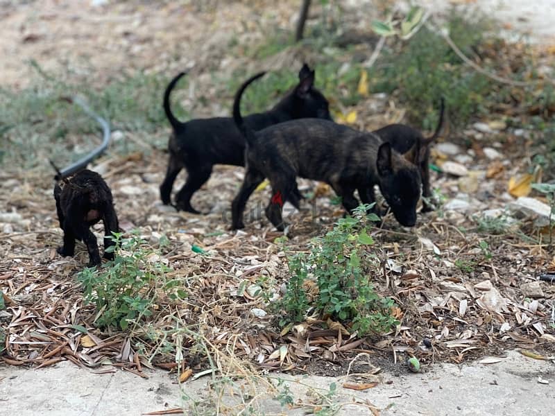 malinois dutch puppies super quality 1