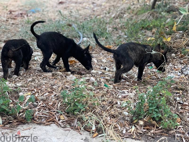 malinois dutch puppies super quality 2