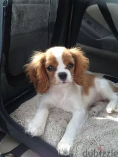 Cavalier king charles puppies/Imported/dog/كلاب/Delivery