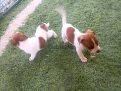 jack Russel puppies for sale 0