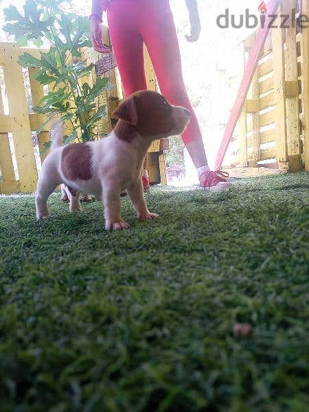 jack Russel puppies for sale 1