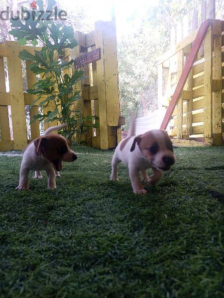 jack Russel puppies for sale 2