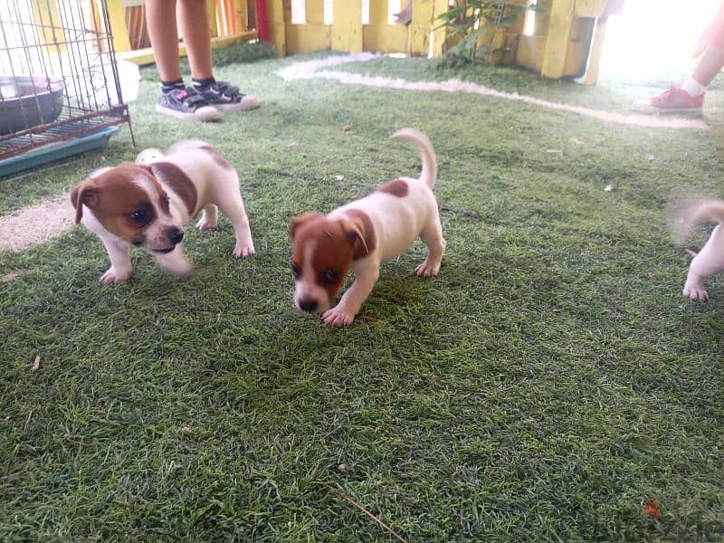 jack Russel puppies for sale 3