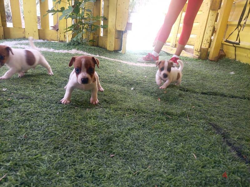 jack Russel puppies for sale 4