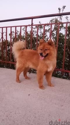 For mating Finnish spitz Male