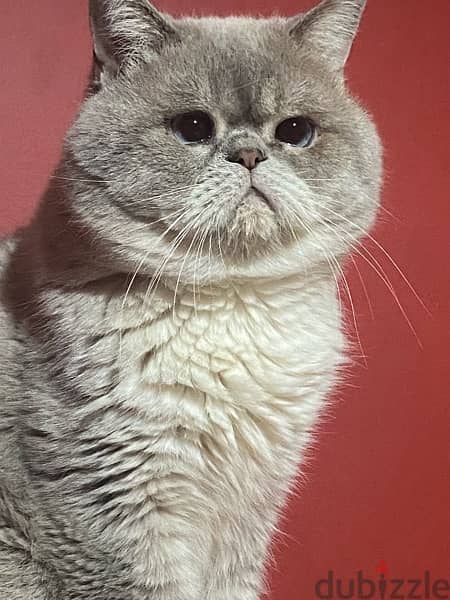 British shorthair Mature Male 2