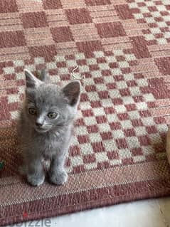 british female kitten 0