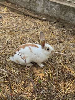 Rabbits for sale