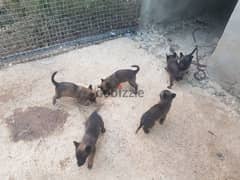 7 puppy malinois