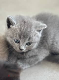 scotch and chinchillas kitten 0