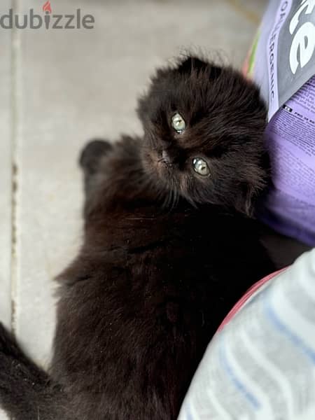 scotch and chinchillas kitten 1