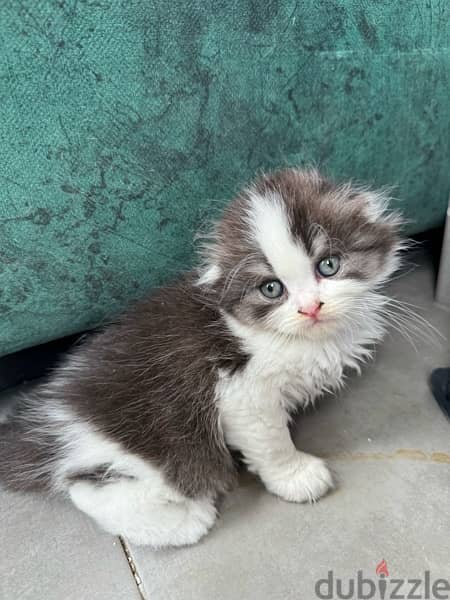 scotch and chinchillas kitten 2