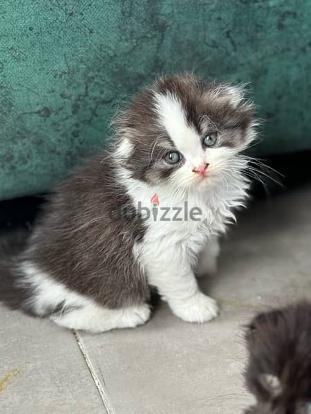 scotch and chinchillas kitten 3