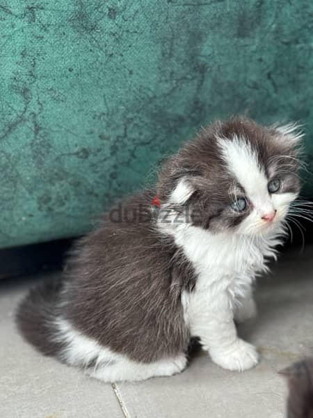 scotch and chinchillas kitten 4