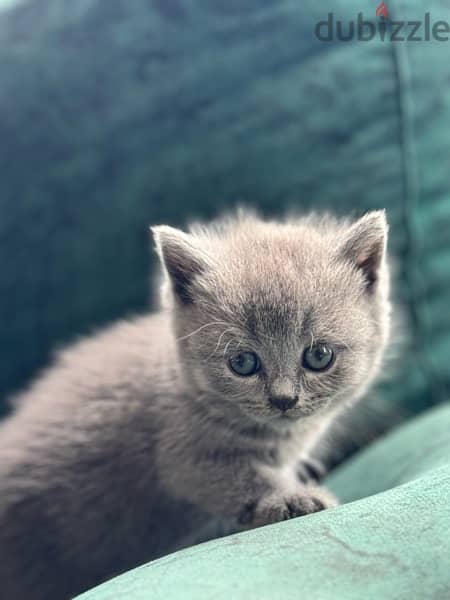 scotch and chinchillas kitten 5