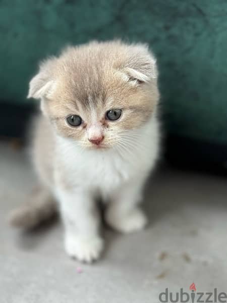 scotch and chinchillas kitten 7