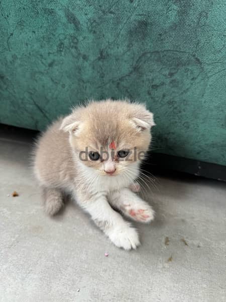 scotch and chinchillas kitten 9