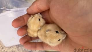 russian dwarf hamsters هامستر روسي 0