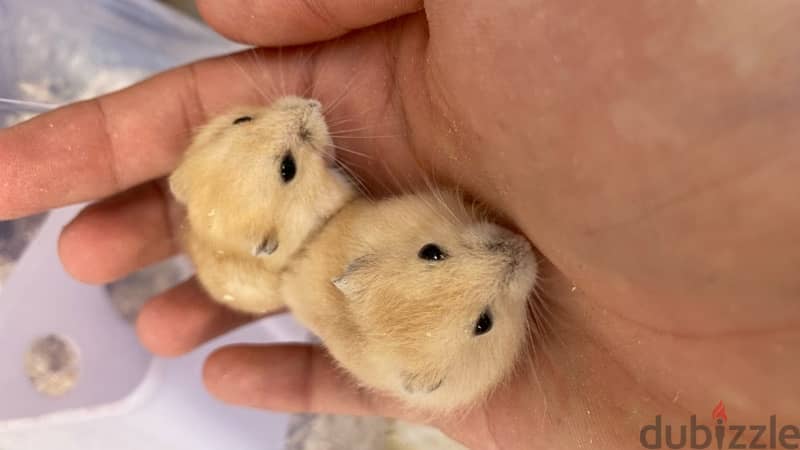 russian dwarf hamsters هامستر روسي 1