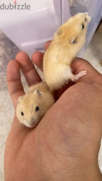 russian dwarf hamsters هامستر روسي 2