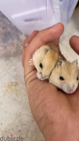 russian dwarf hamsters هامستر روسي 3