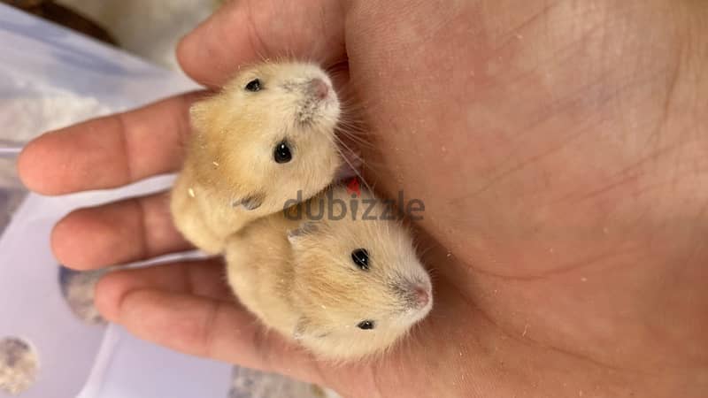 russian dwarf hamsters هامستر روسي 4