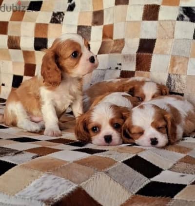 Cavalier King Charles Spaniel puppy dog Delivery available كلاب