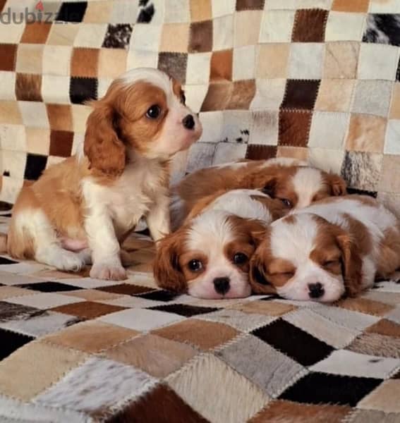 Cavalier King Charles Spaniel puppy dog Delivery available كلاب 0