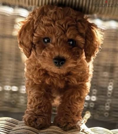 Red brown Toy Poodle puppy STAYS SMALL Delivery available Dog كلاب