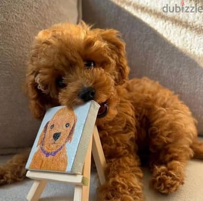 Red brown Miniature Poodle puppy imported pure breed Delivery كلاب