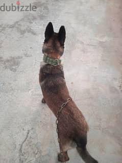 malinois