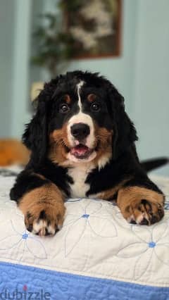 Bernese Mountain Dog,  FCI Pedigree Puppies