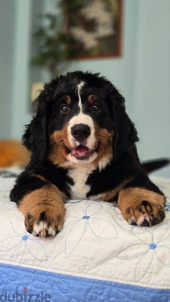 Bernese Mountain Dog Puppies